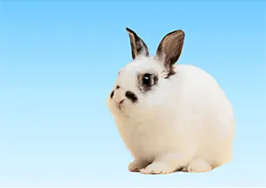 Nouveaux animaux de compagnie (NAC)