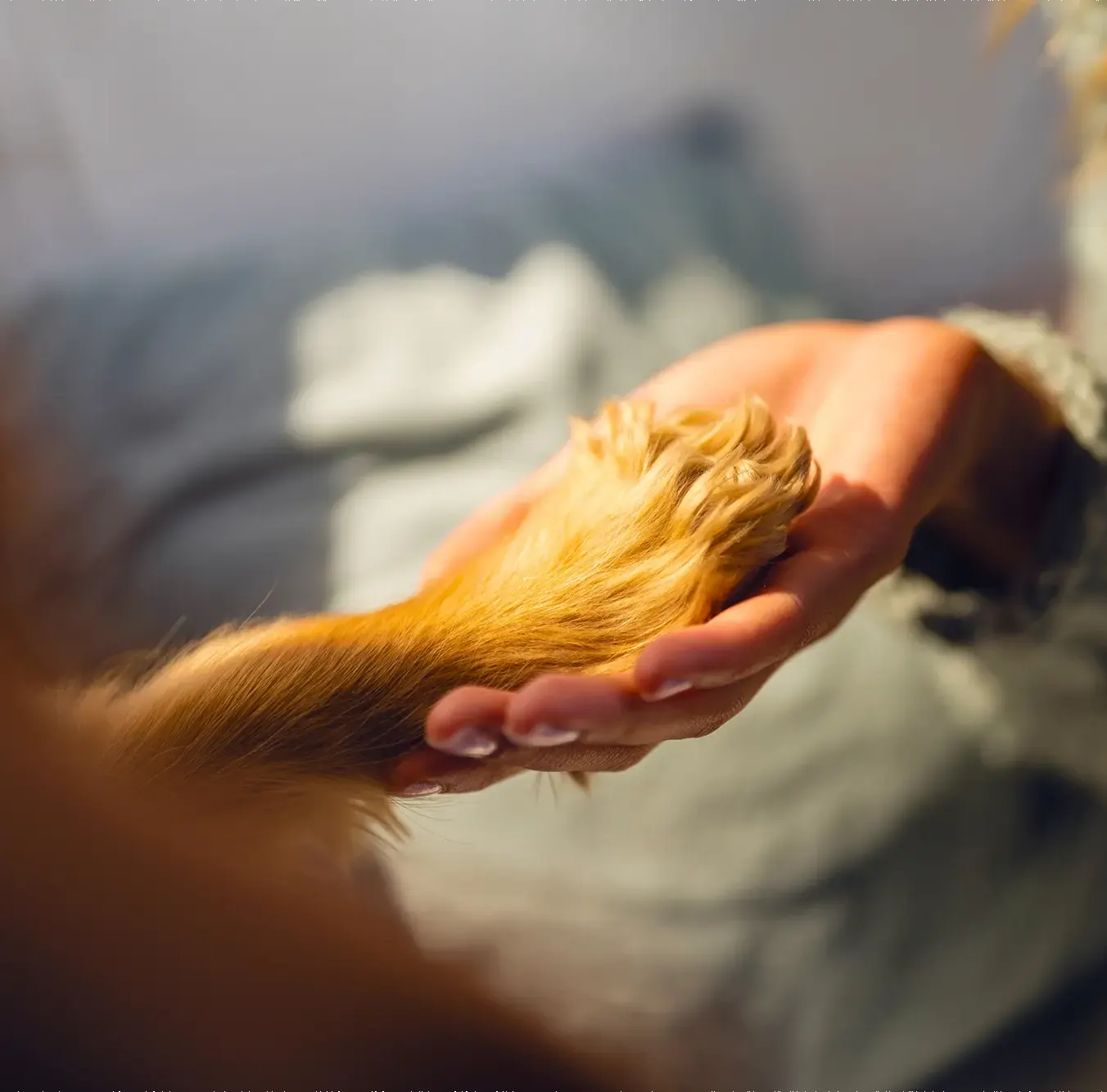 Partenariat ECA Assurance