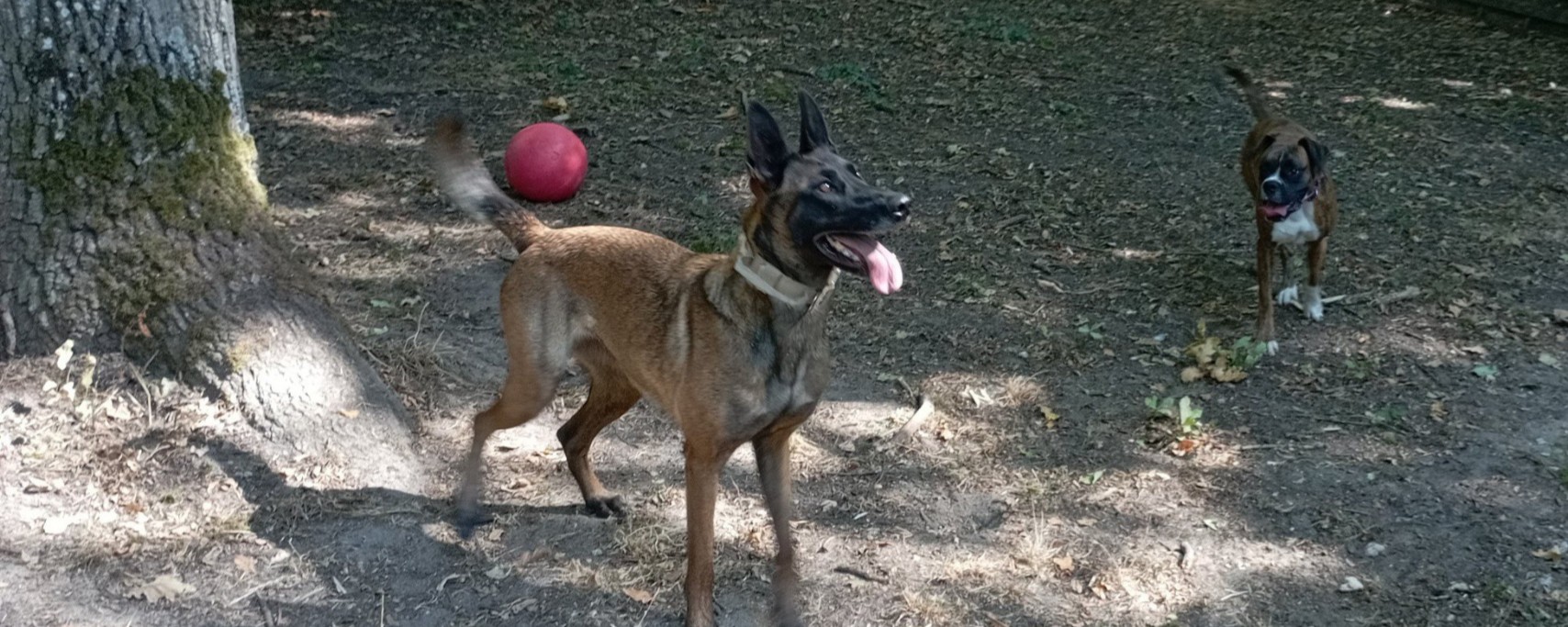 Les Cadioux : une pension familiale au service du bien-être animal