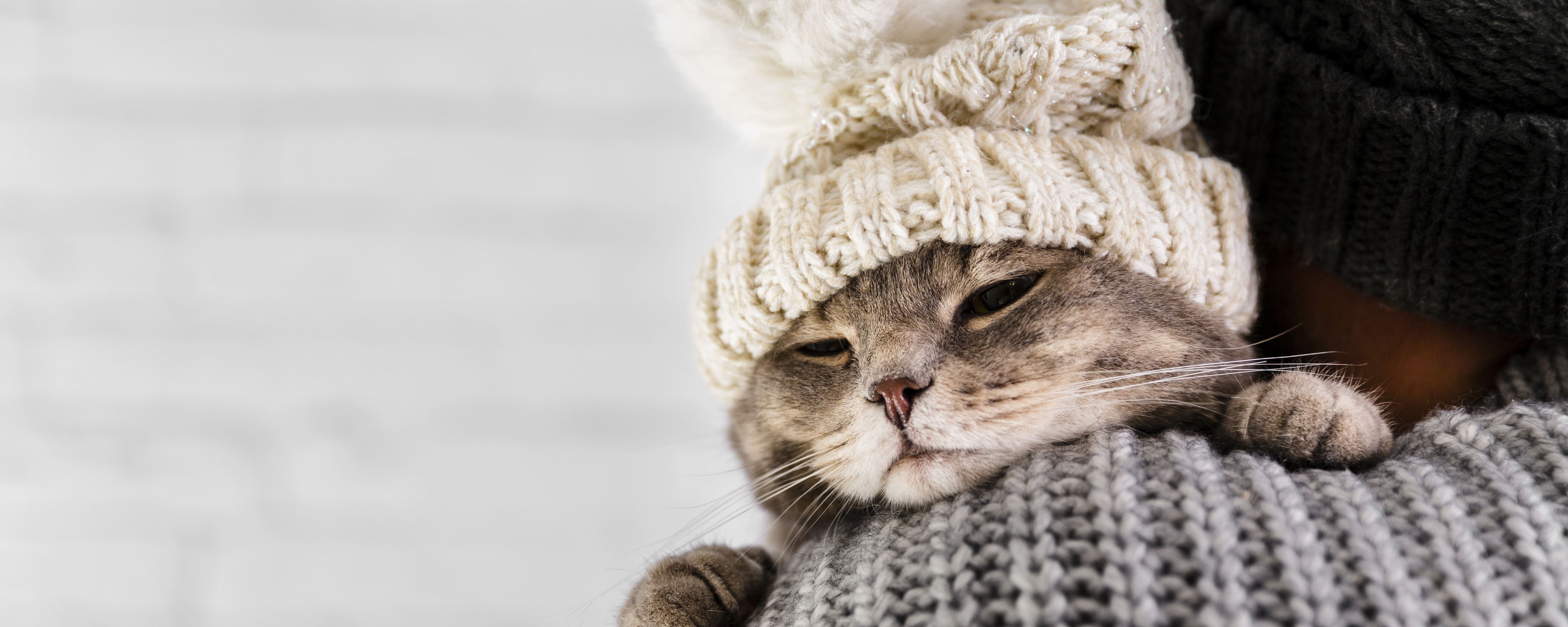 ❄️ Mon animal est plus fatigué en hiver : normal ou inquiétant ?