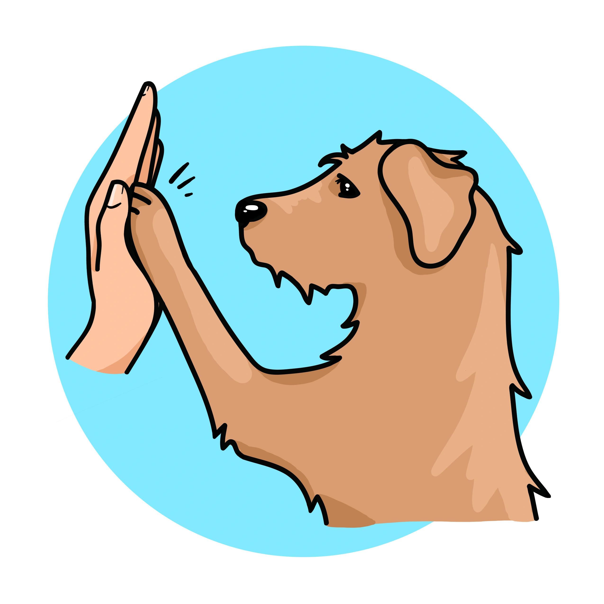 Cabot Kaboche - Éducation canine