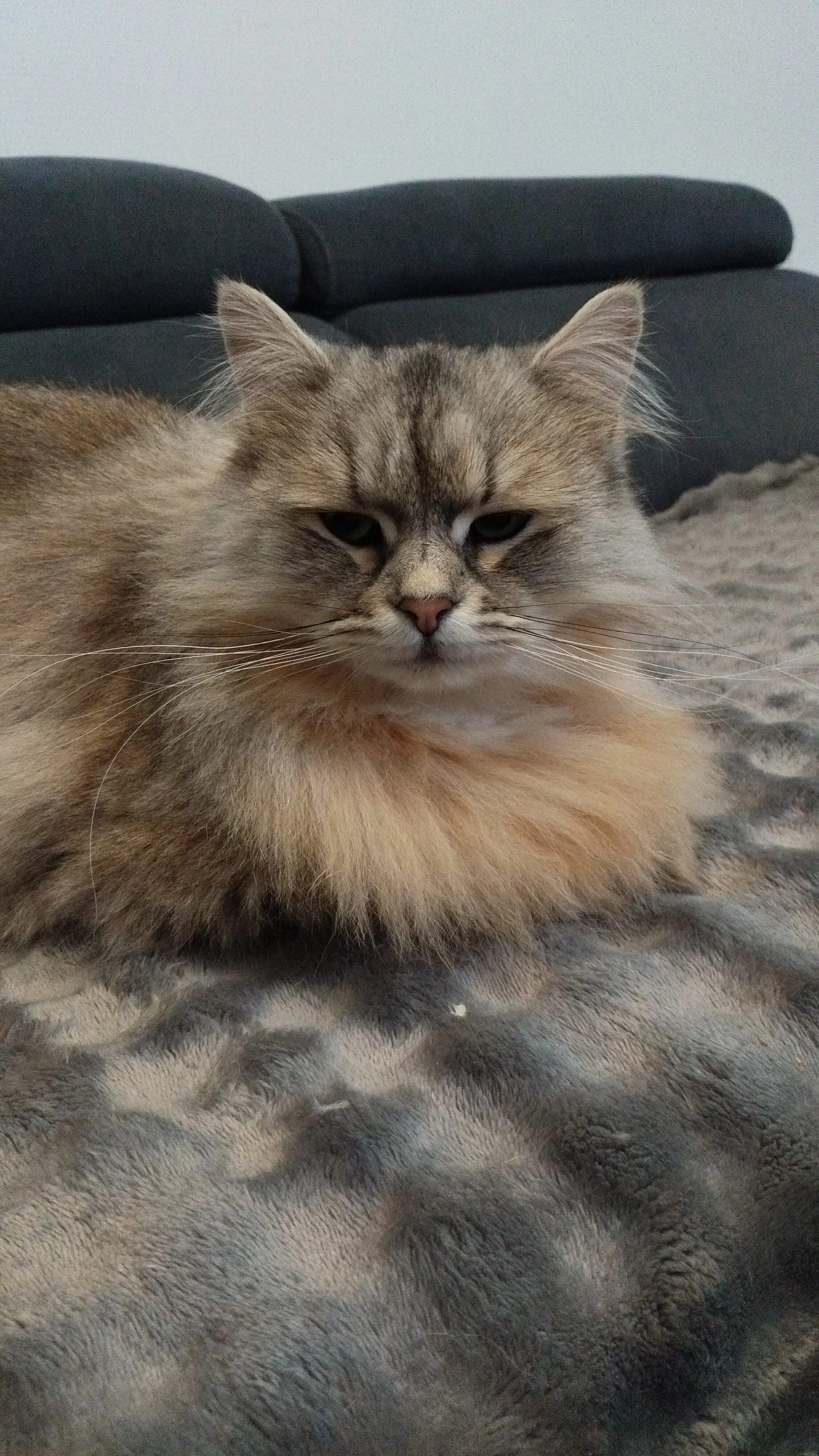 la chatterie du Siberdark