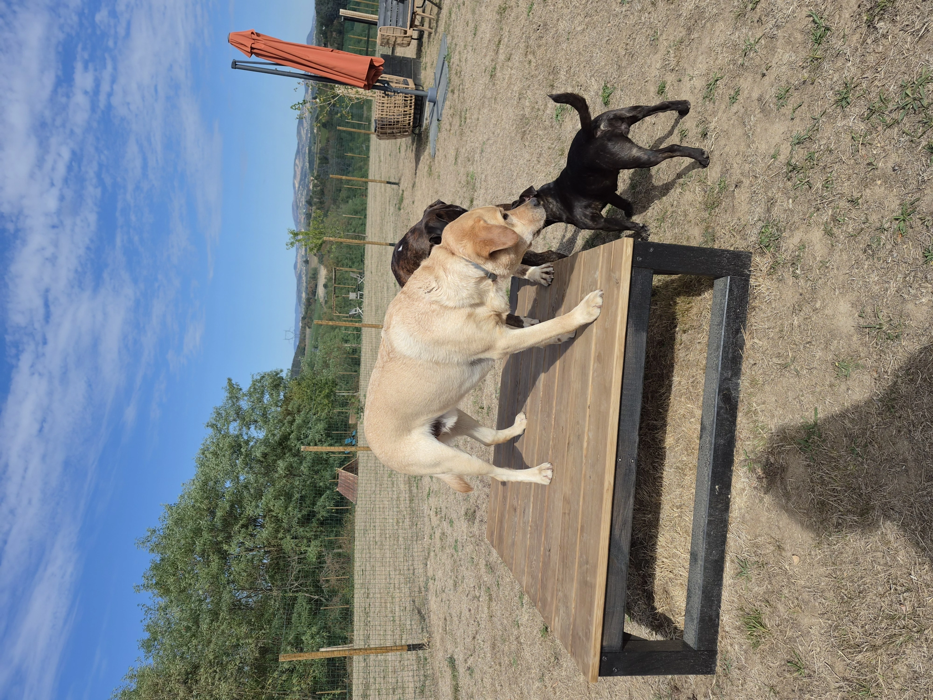 La dog compagnie