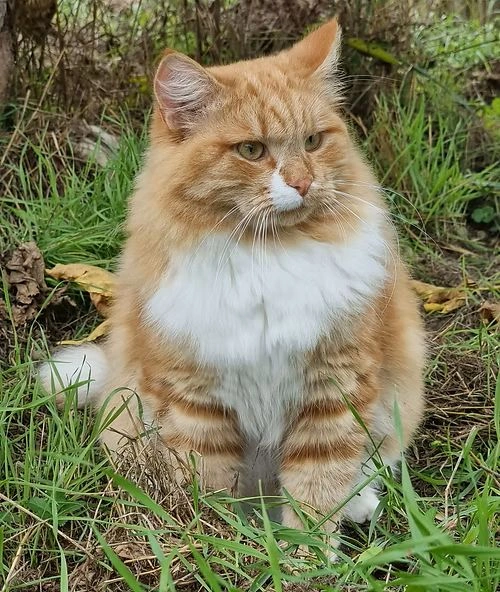 Barrecats Cattery