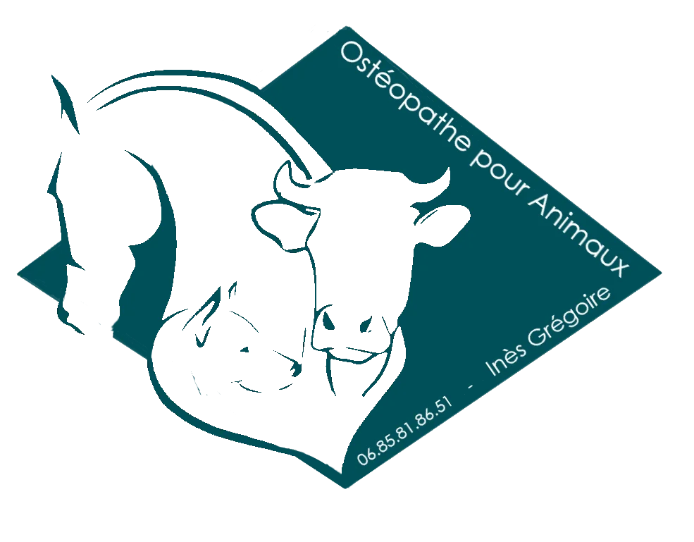 Ostéopathe pour Animaux