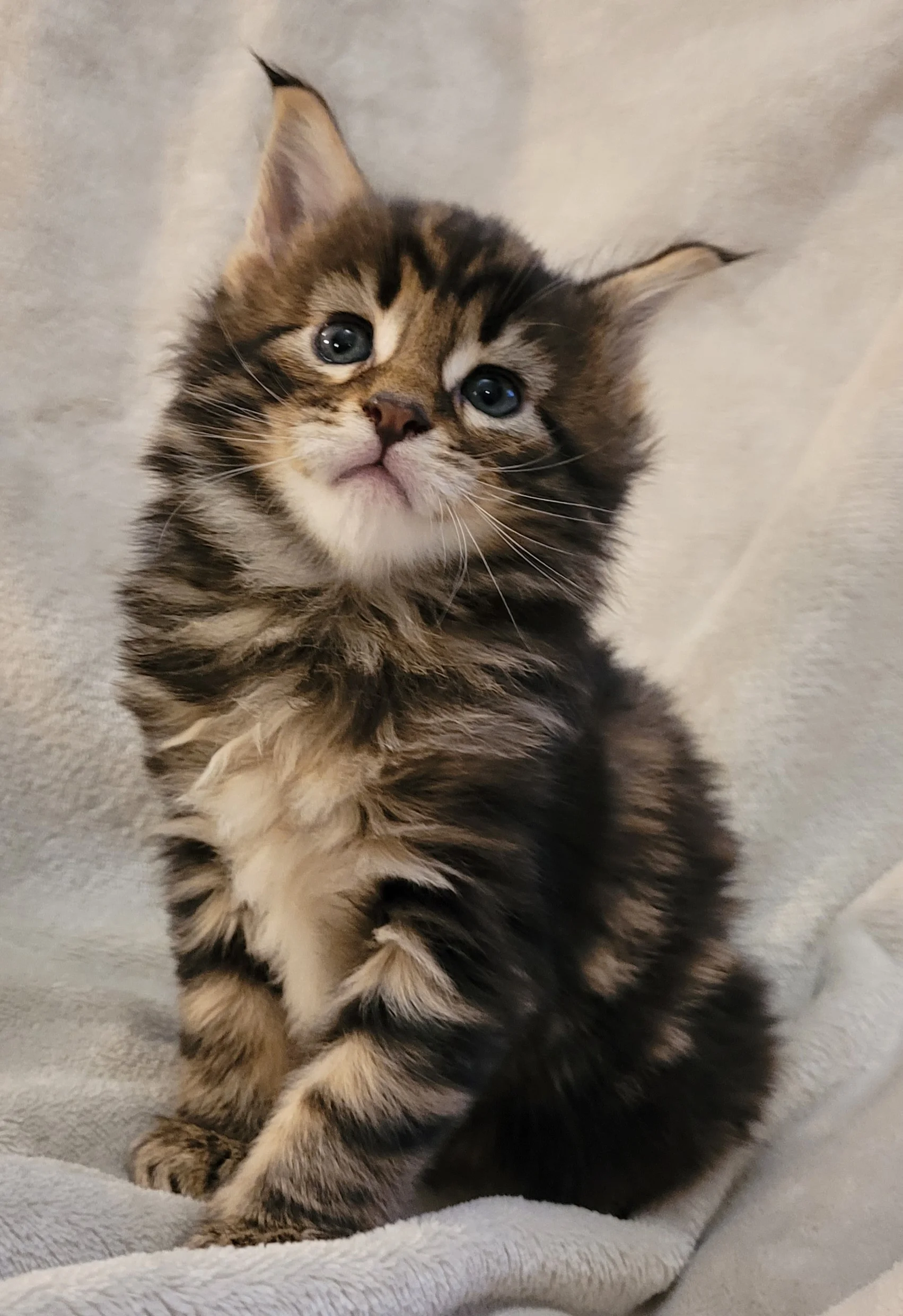 Chatterie Gold coon's