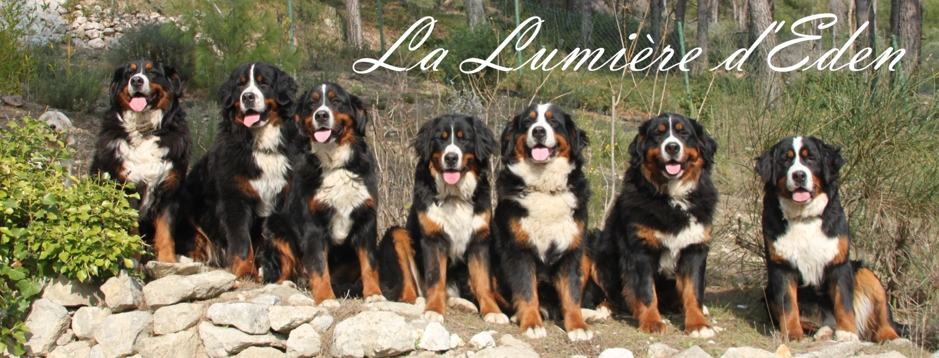De la lumiere d'Eden