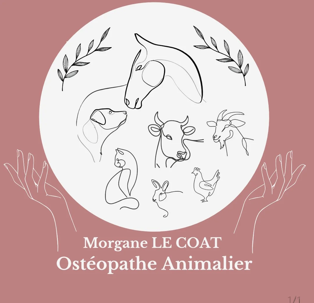 Morgane Le Coat - Ostéopathe animalier OA N°1647