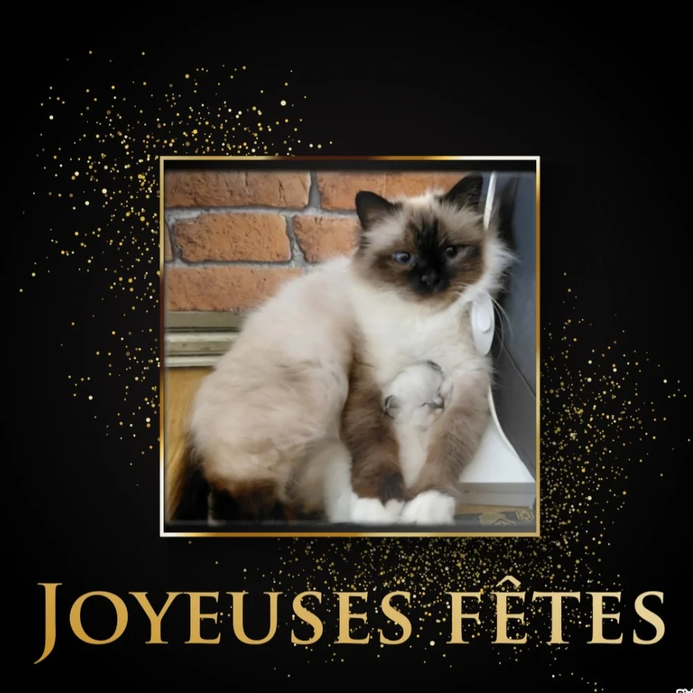 La chatterie des bambous bleus