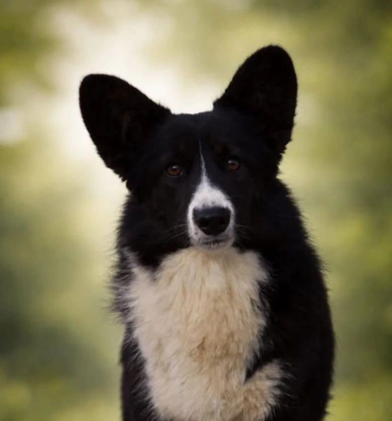 Elevage de la croisade des chemins de cathare