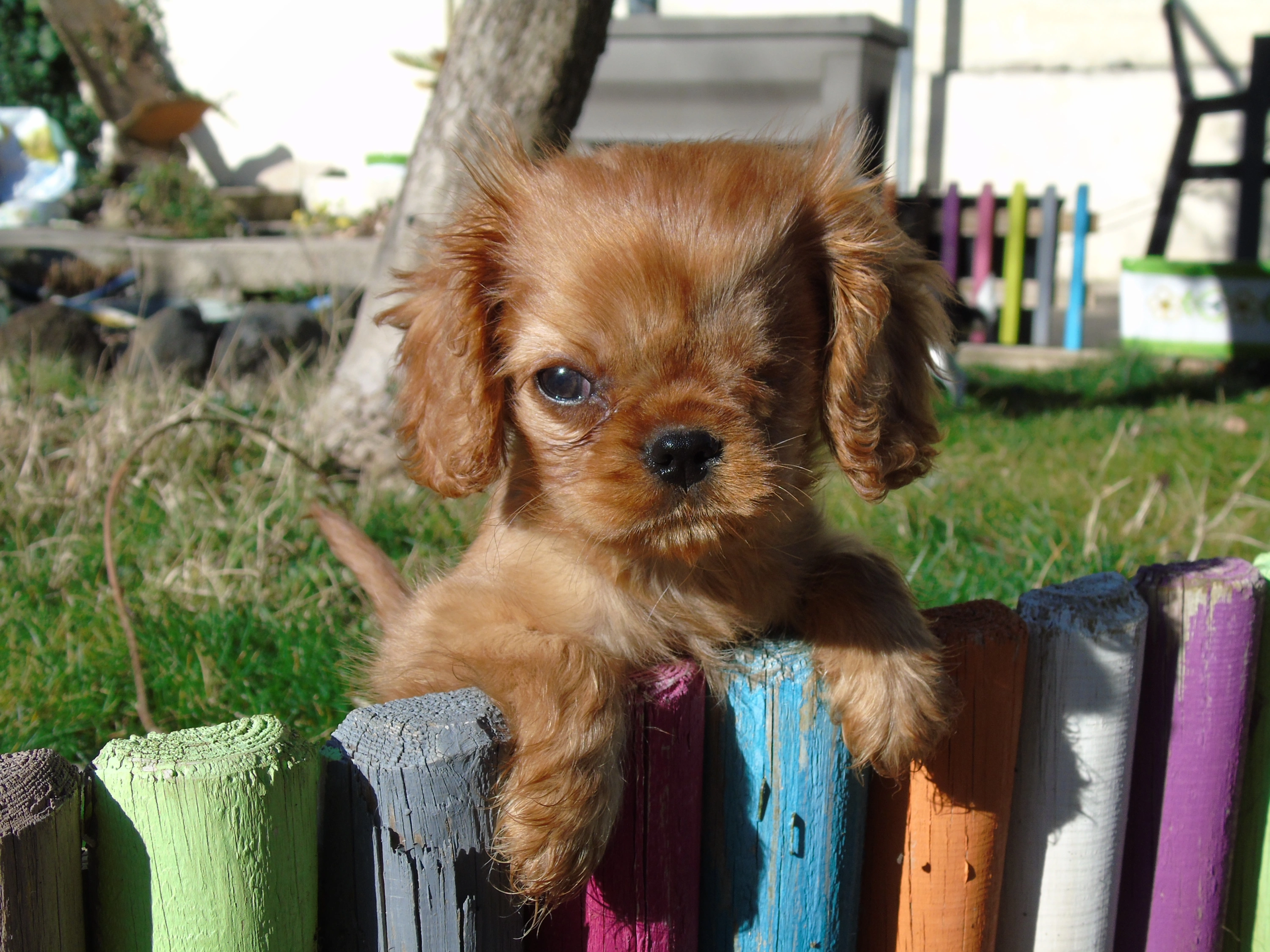 Little dog Creation