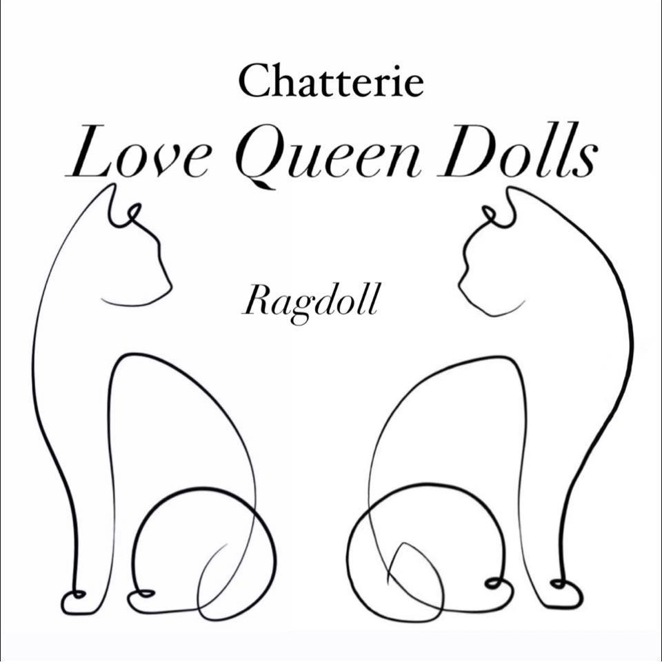 Chatterie Love Queen Dolls - Élevage familial de chats Ragdoll