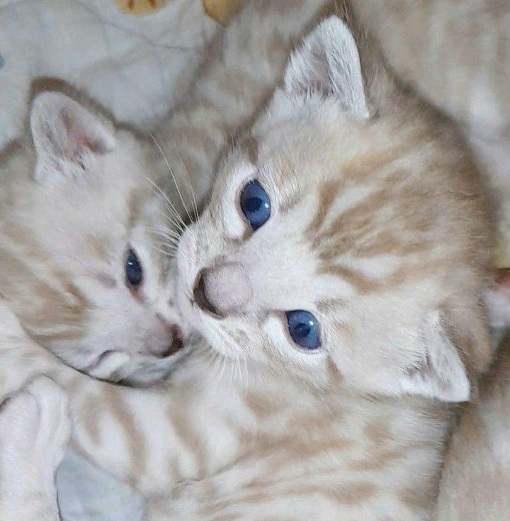 Bengal Chatterie passion selkirk