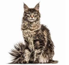 chatterie de ma passion - Maine Coon - Sphinx .