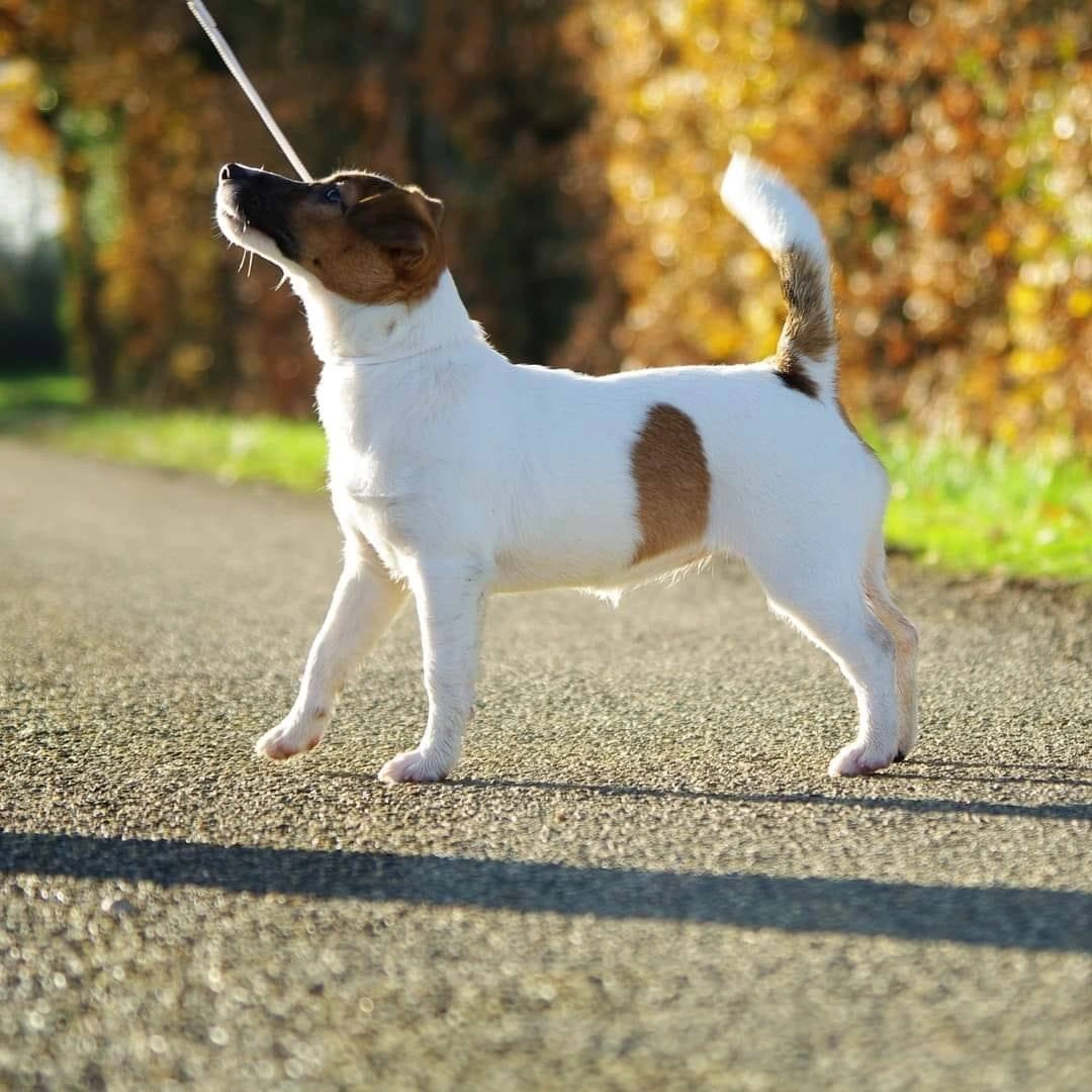 Elevage & Pension Canine des Terres du GALI - Jack Russell Terrier LOF & Cairn Terrier LOF 82