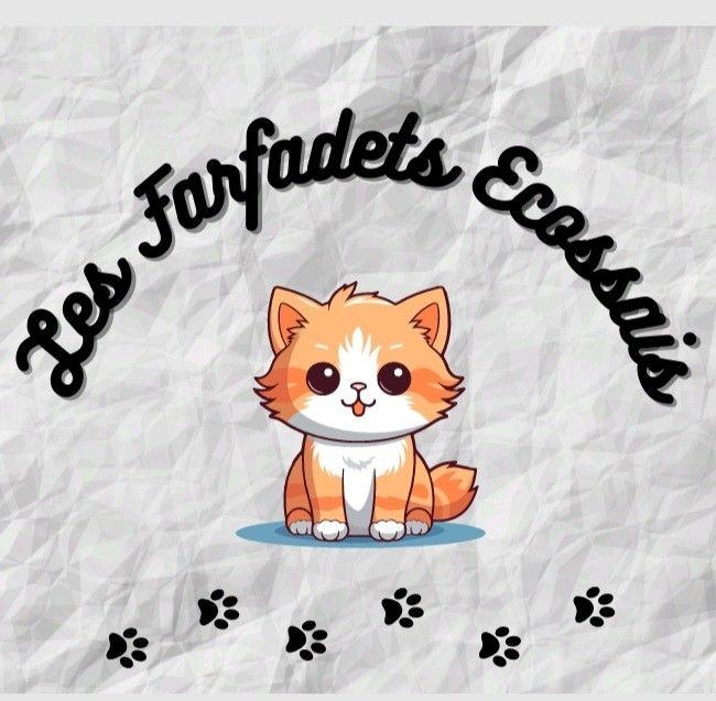 Chatterie des Farfadets Ecossais