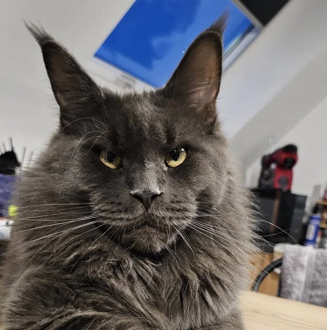 maine coon