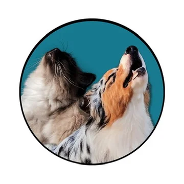 Be Dog and Ronrons