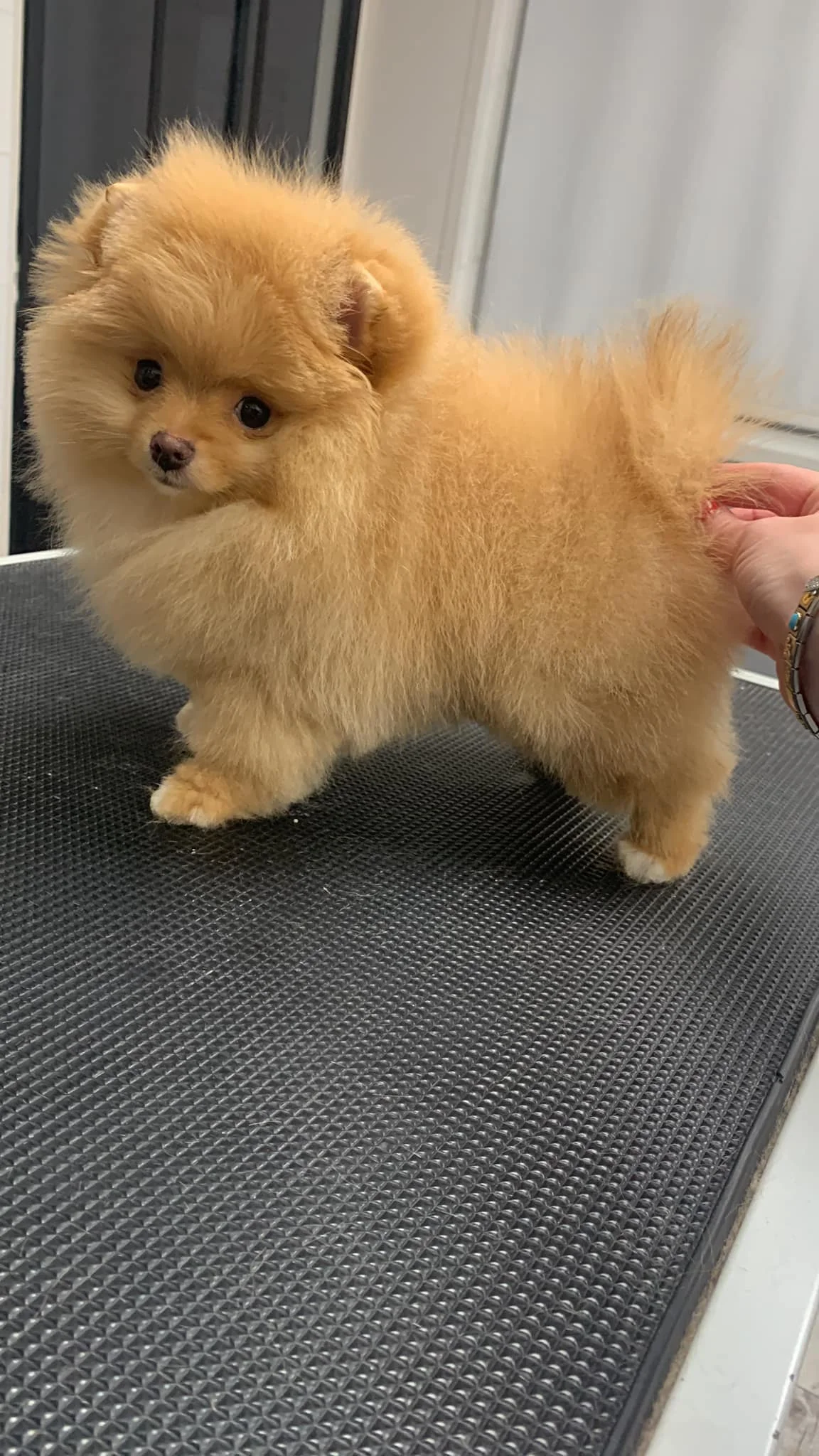 Dog Shine salon de toilettage