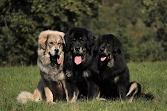 Domaine De Toundra (élevage dogue du Tibet)