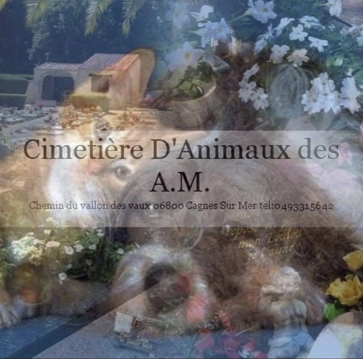 Cimetière D'Animaux