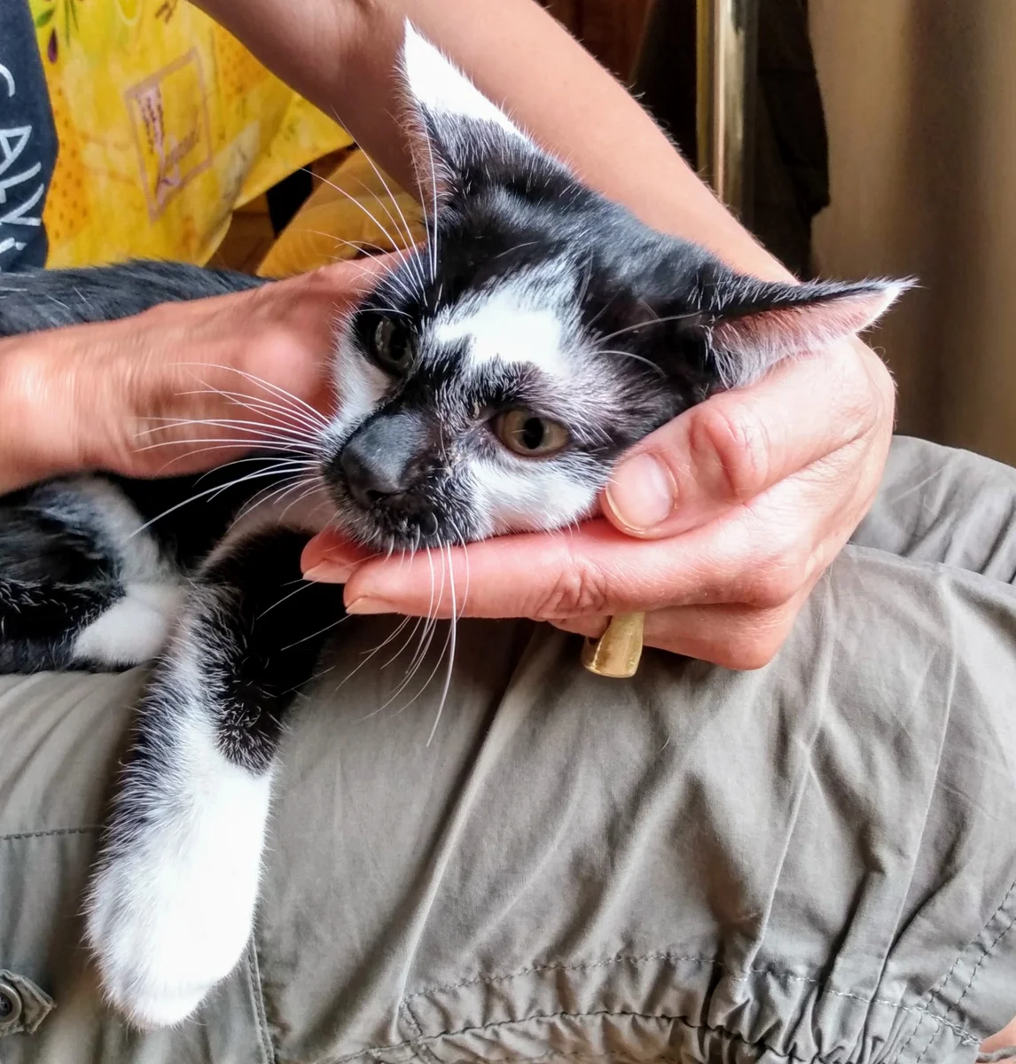 Le chat m'a dit ... Comportementaliste Félin et Catsitter