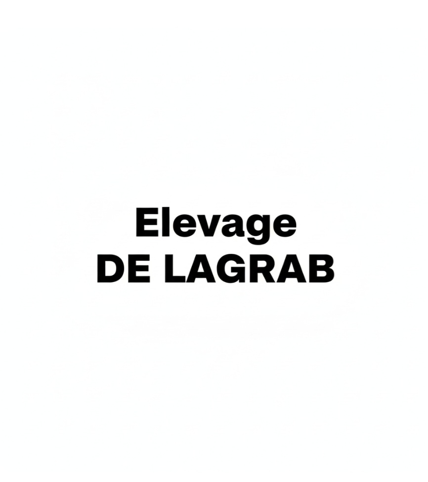 Élevage de Lagrab : Éleveur et vente de chiot/chien LOF Labrador et Malinois dans le Val-de-Marne, île de France