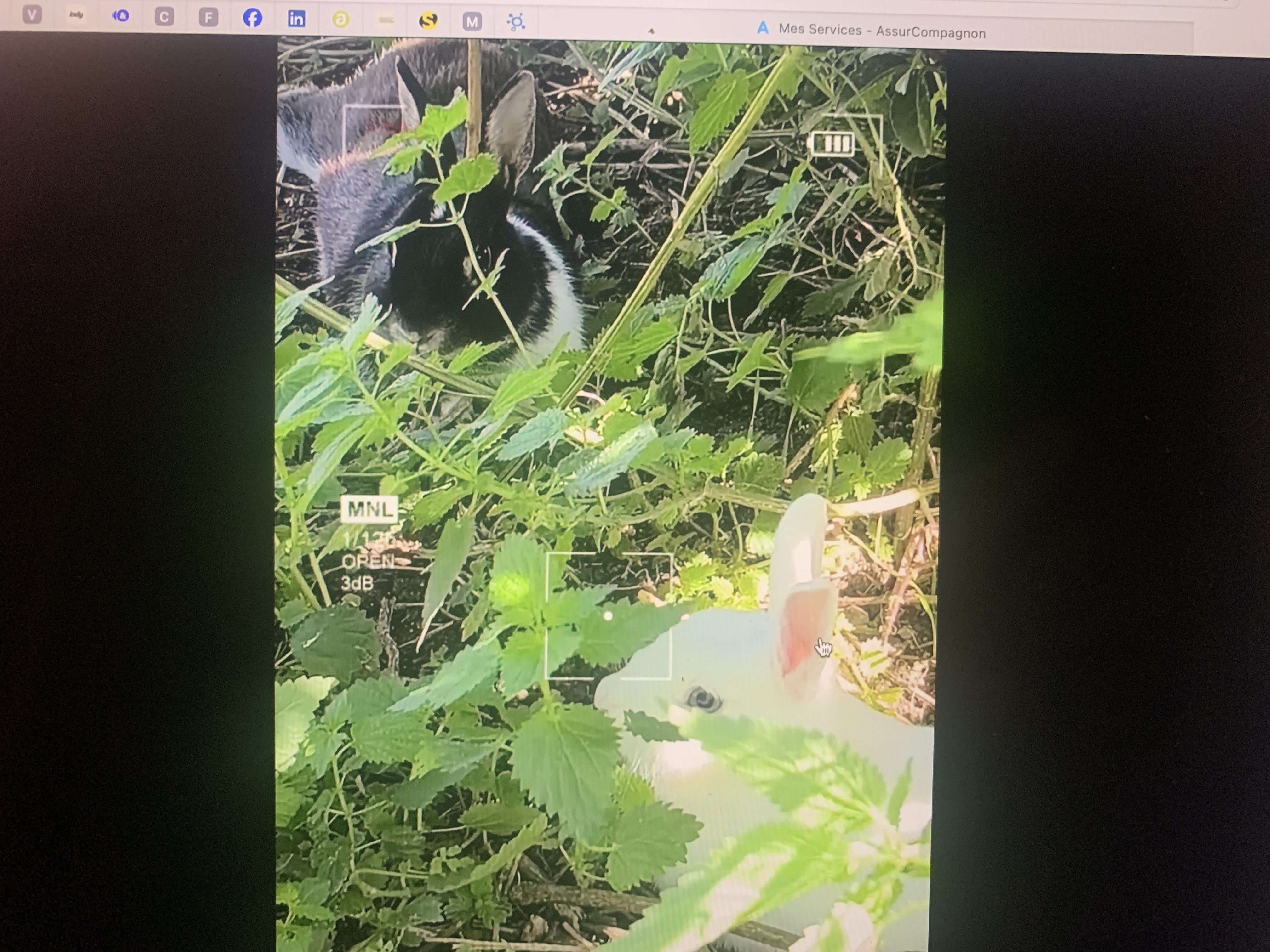 Aladin & Spartacus frères lapins à adopter