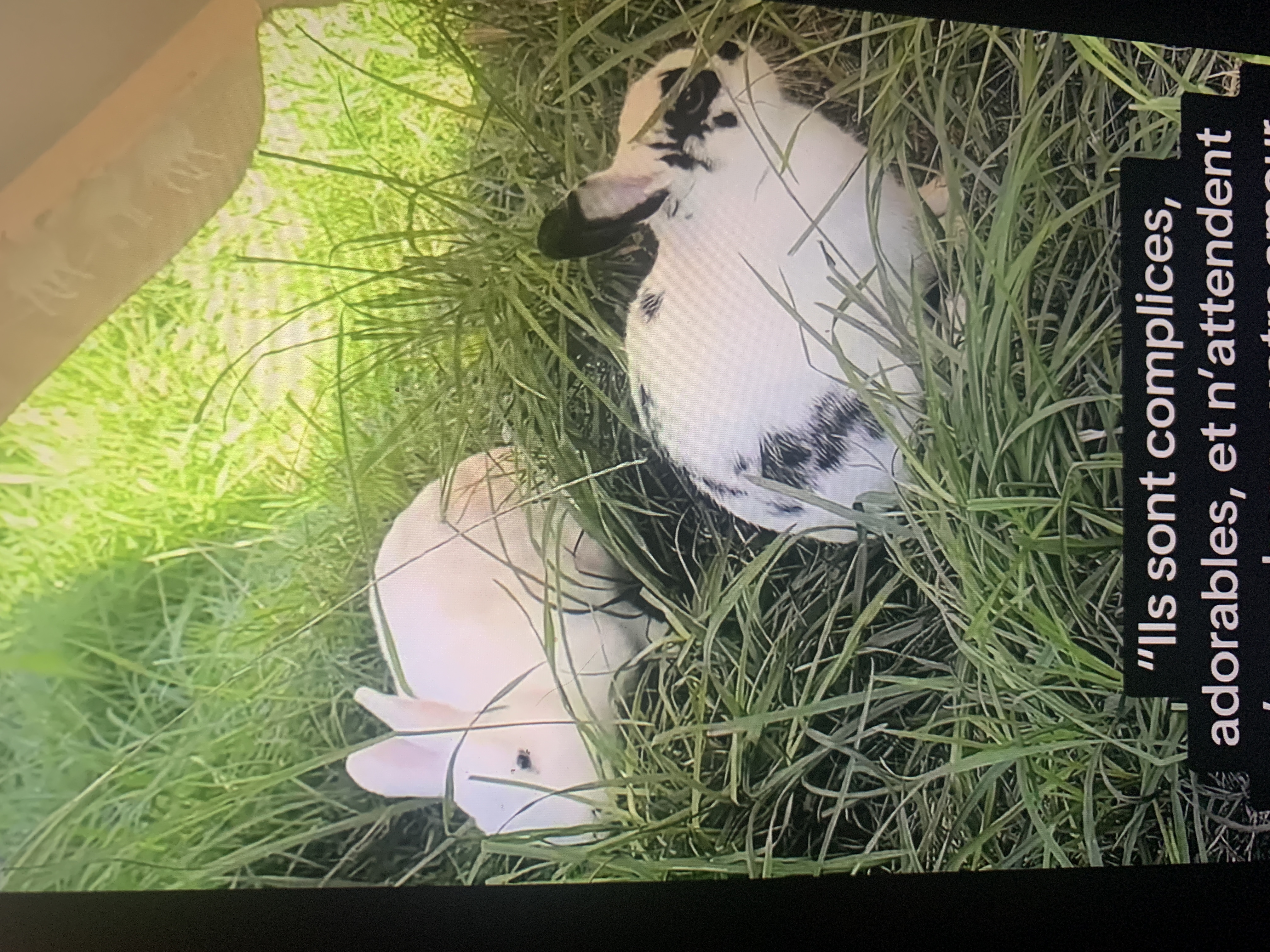 Blanche & Pépito à l'adoption