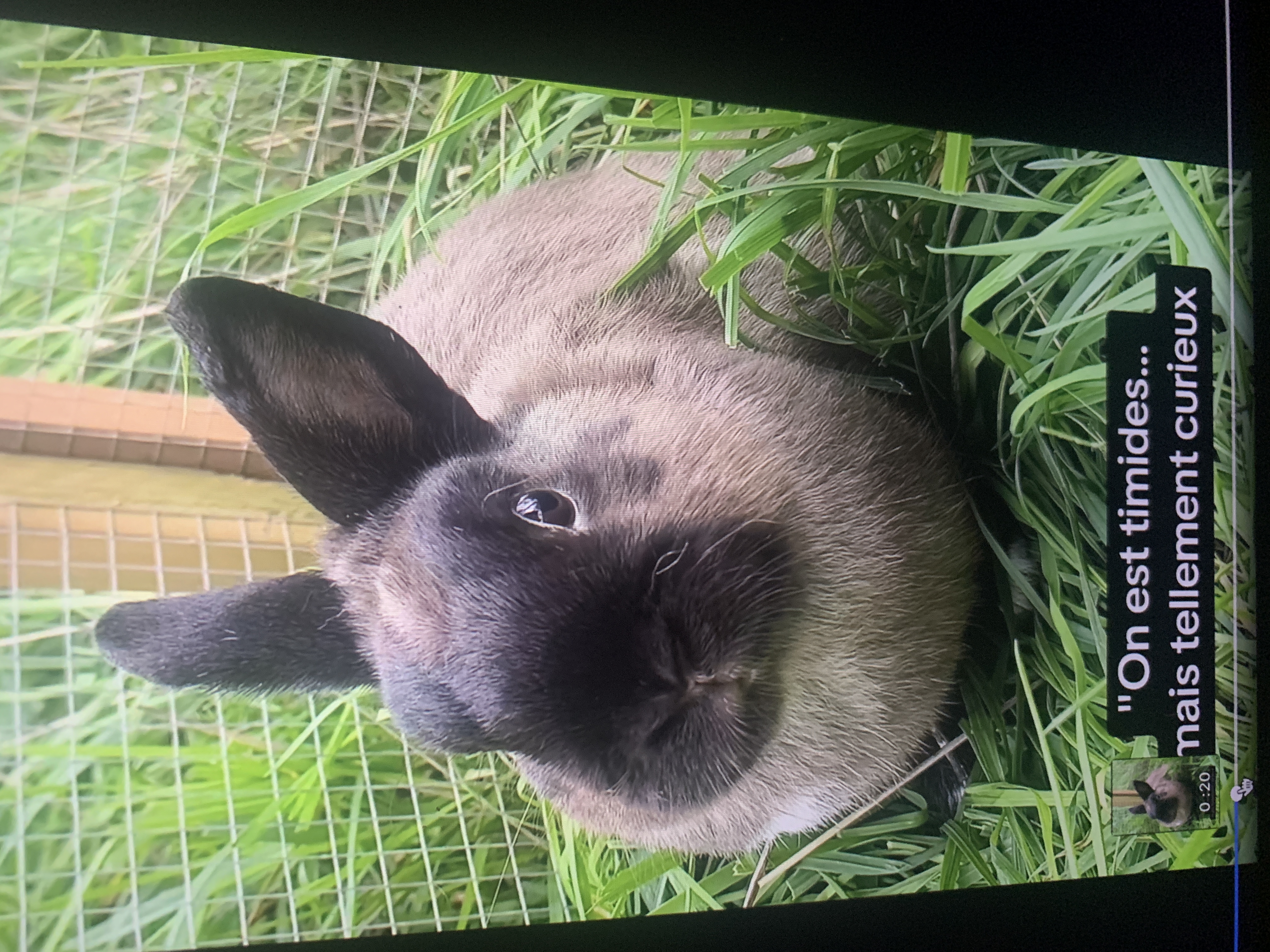 2 frères lapin à adopter