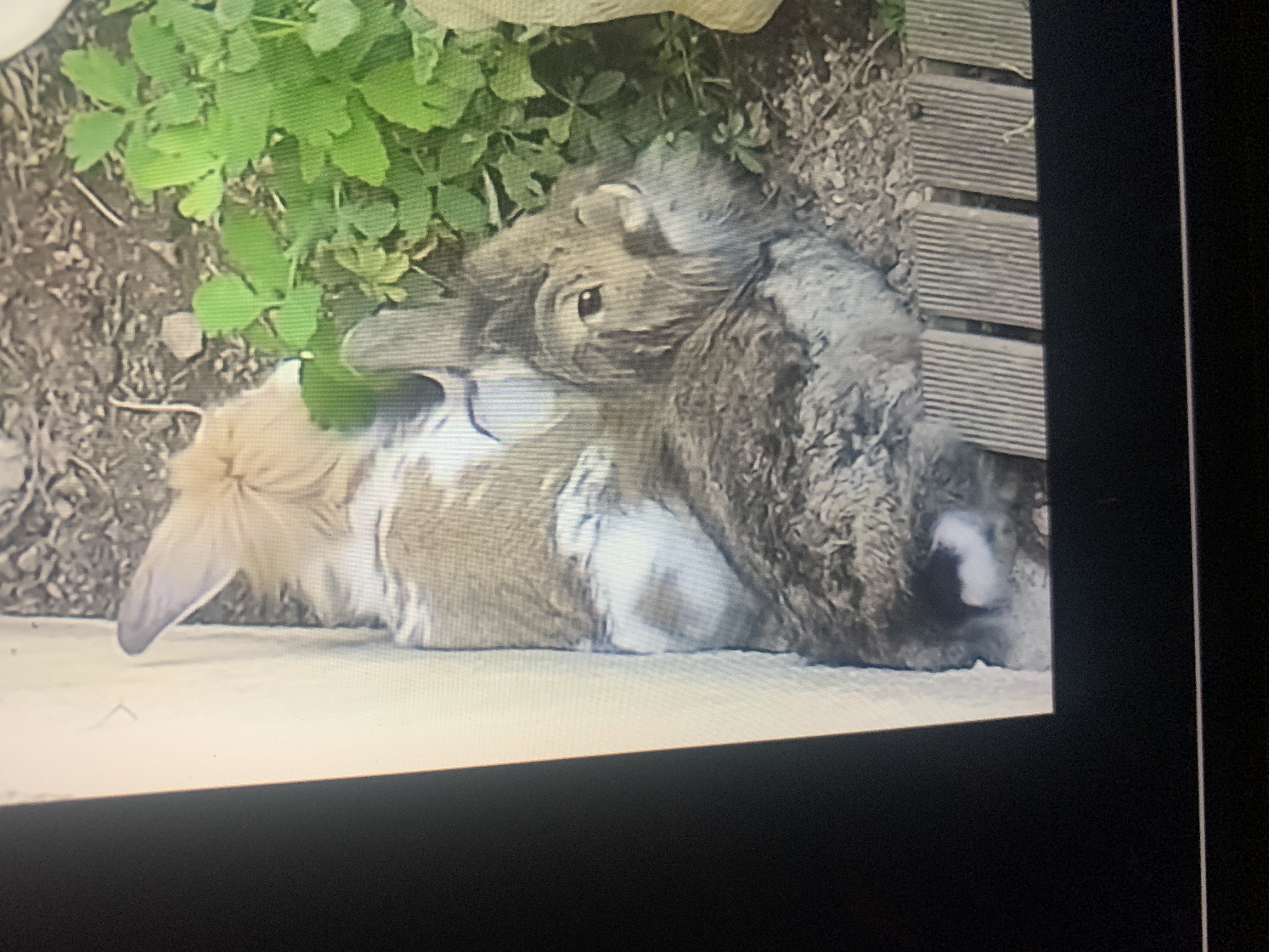 Max & Lavande duo de lapin à l'adoption