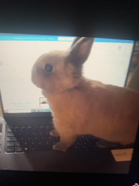 Wonka lapine à l'adoption