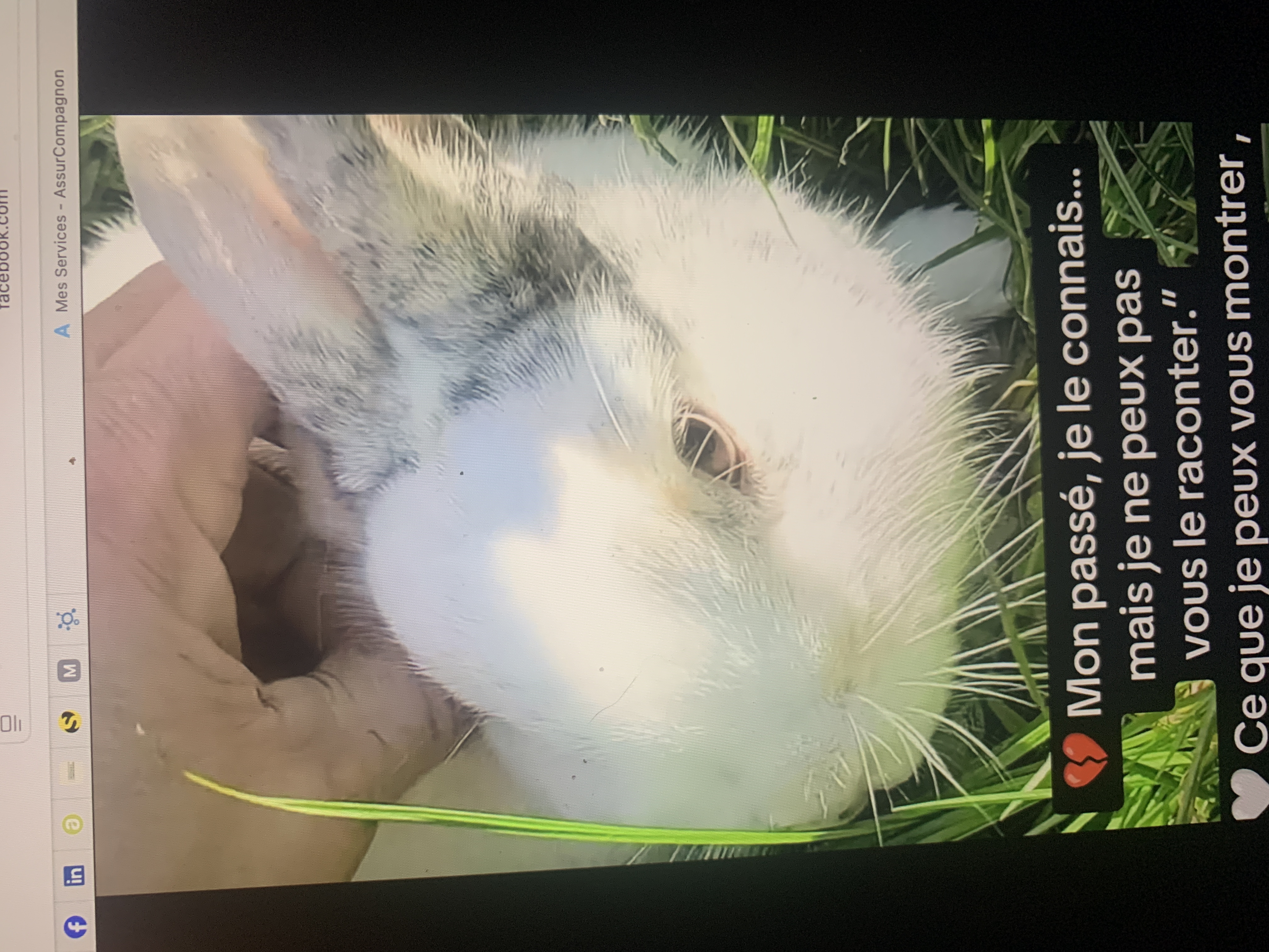 Nuts lapin à l'adoption