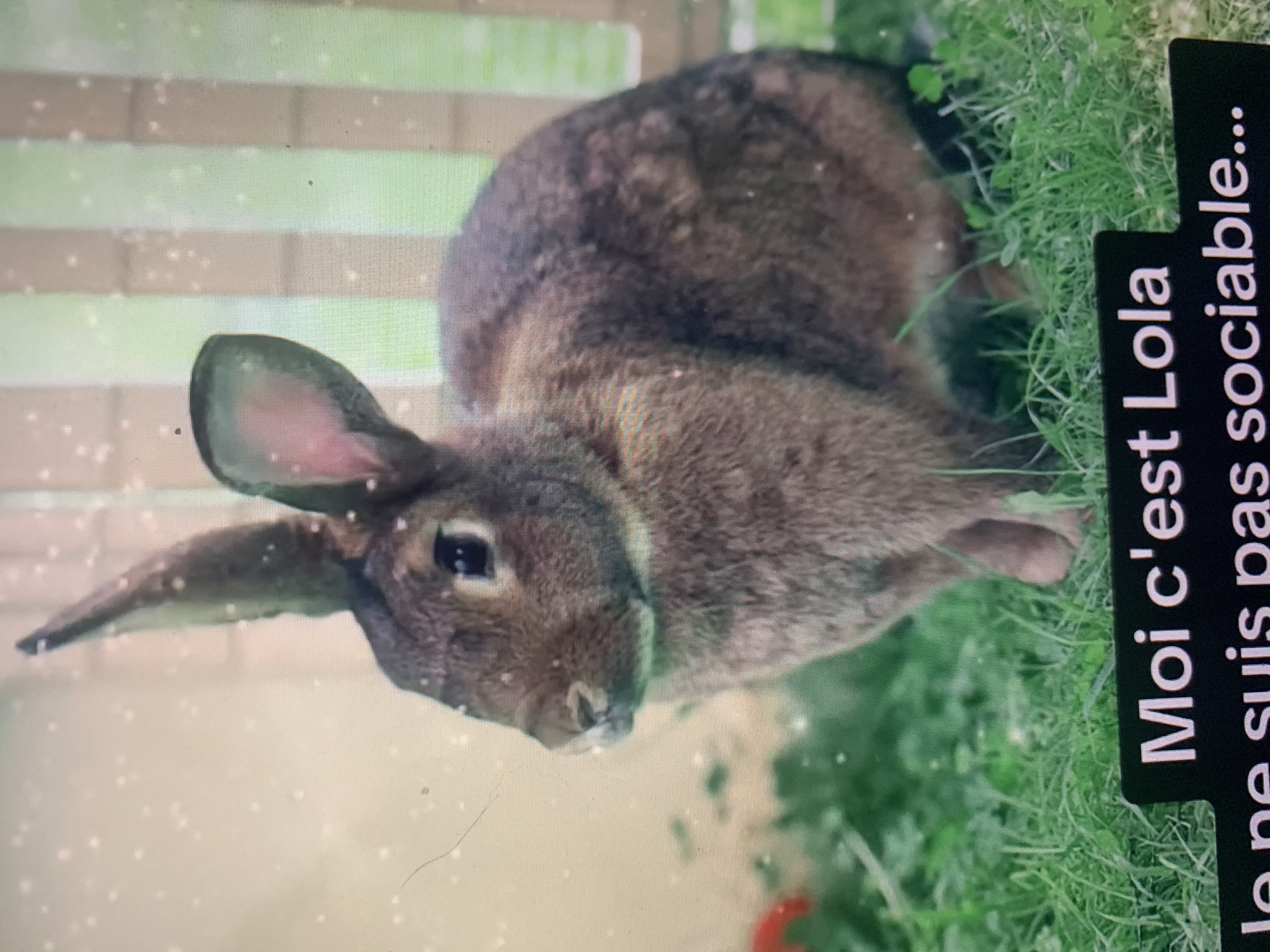 Lola lapine à l'adoption