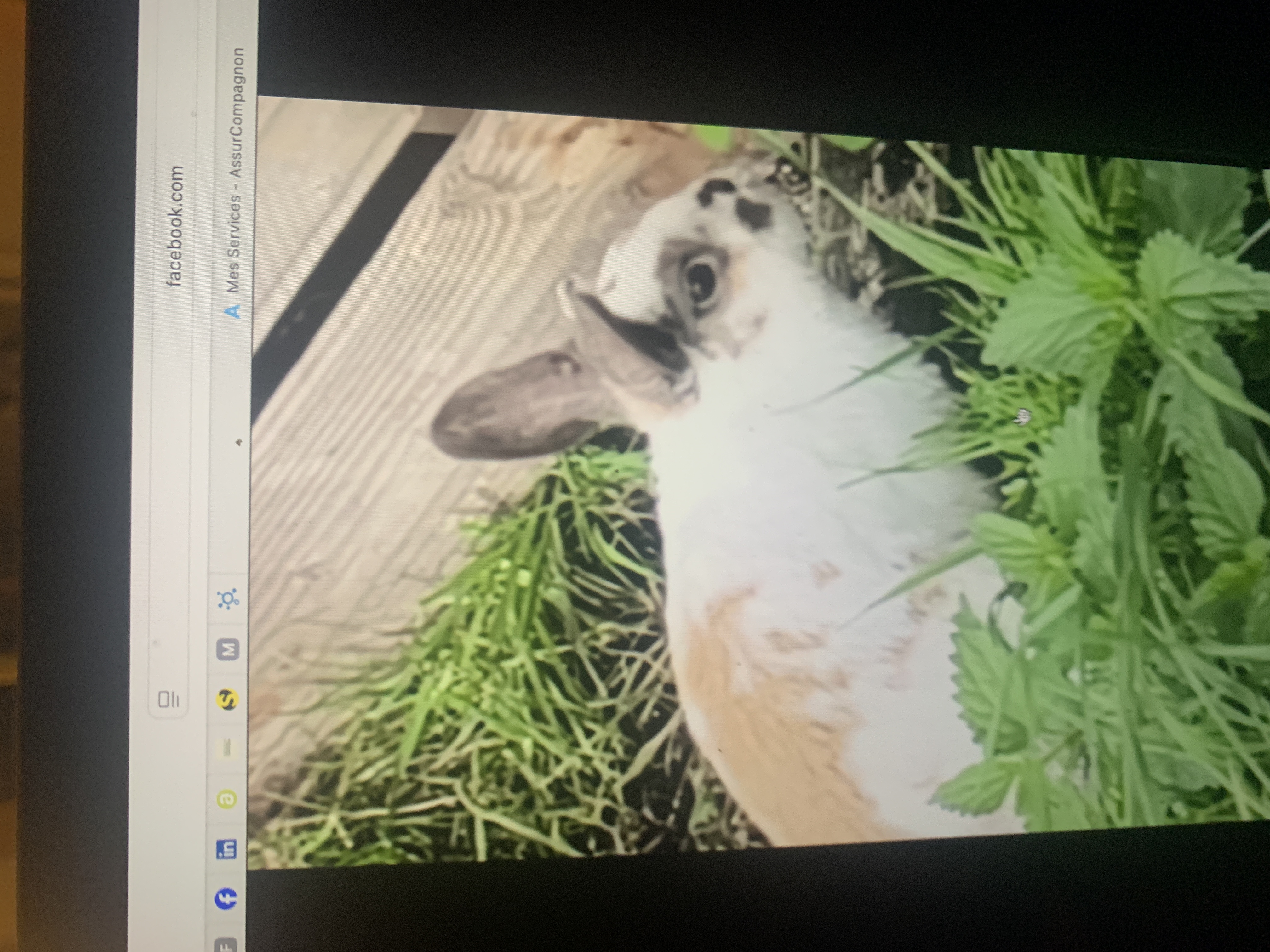 Beau Gosse lapin à l'adoption