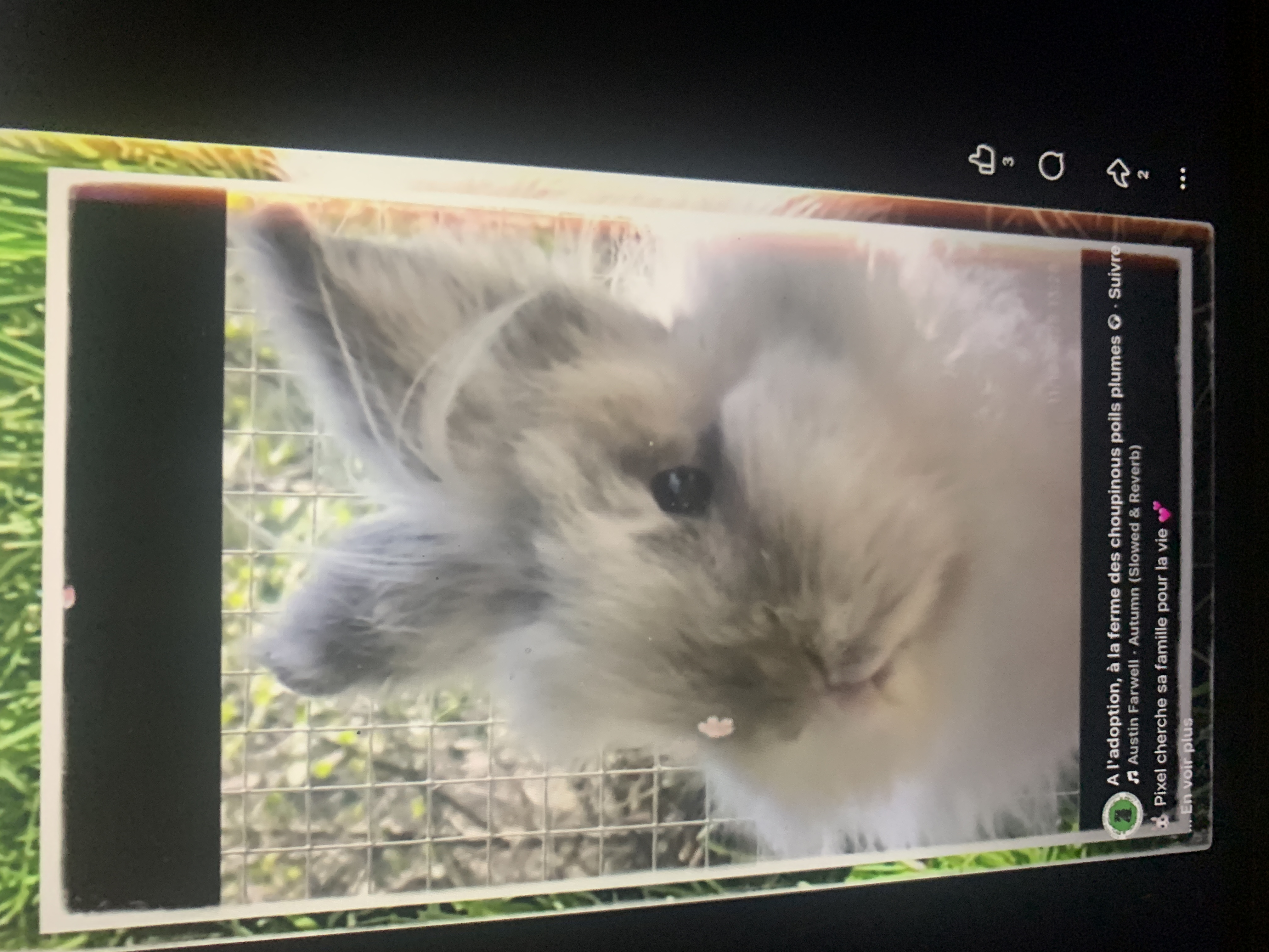Pixel lapin à l'adoption